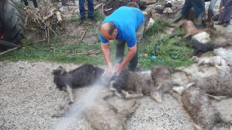 Antalya’da Selde 48 Küçükbaş Hayvan Telef Oldu