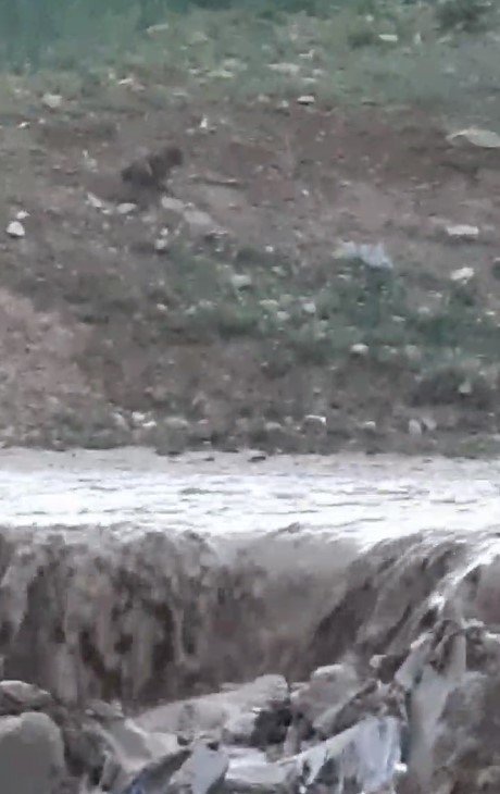 Sel Sularında Mahsur Kalan Tilkinin 11 Dakikalık Yaşam Mücadelesi
