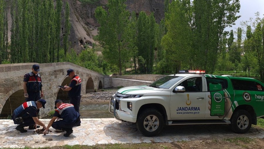 Salyangoz Avcısı Jandarmaya Yakalandı