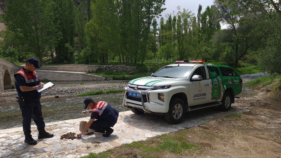 Salyangoz Avcısı Jandarmaya Yakalandı