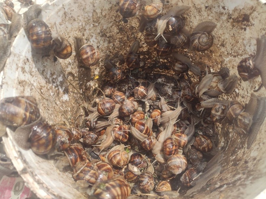 Salyangoz Avcısı Jandarmaya Yakalandı