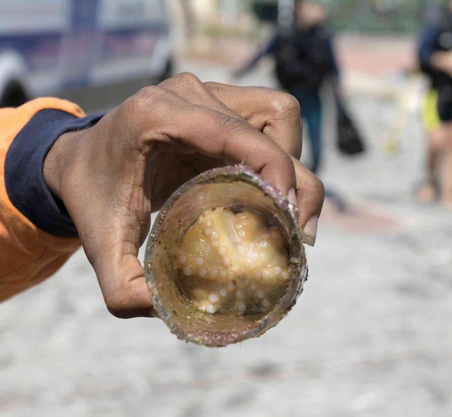 Deniz Dibi Temizliğinde Cam Bardağa Yuva Yapan Ahtapot Çıktı