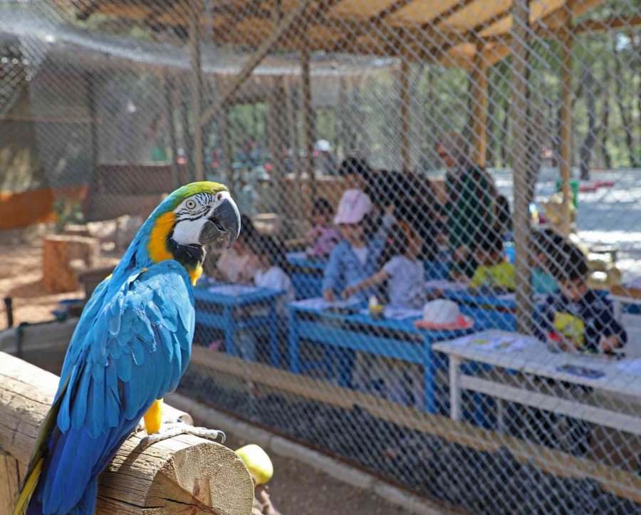 Minik Öğrenciler, Antalya Hayvanat Bahçesi’nde Resim Yaptı