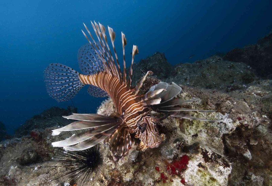 21. Uluslararası Kemer Sualtı Günleri Başladı