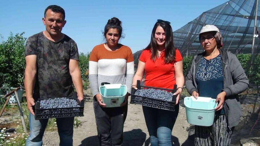 Tek Tek Elle Toplanıyor, Kilosu 360 Tl’ye Kadar Çıkıyor