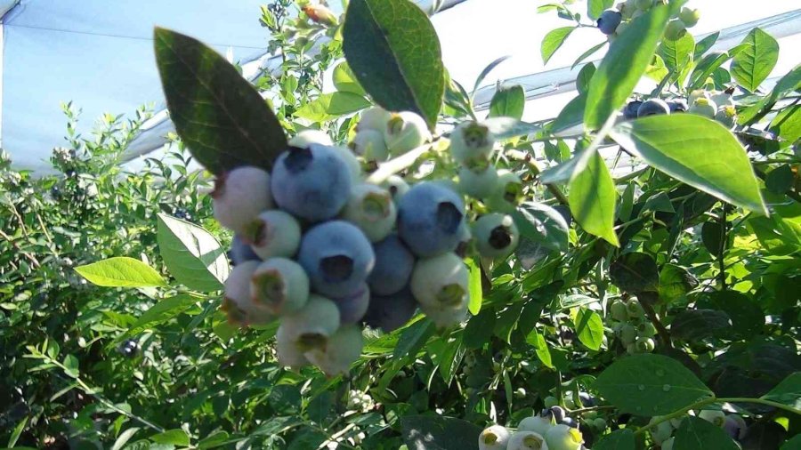 Tek Tek Elle Toplanıyor, Kilosu 360 Tl’ye Kadar Çıkıyor