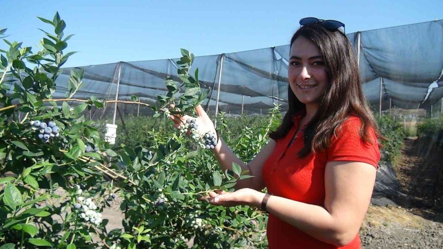 Tek Tek Elle Toplanıyor, Kilosu 360 Tl’ye Kadar Çıkıyor