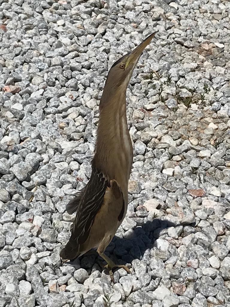 Yaralı Hint Balıkçı Kuşu Tedaviye Alındı