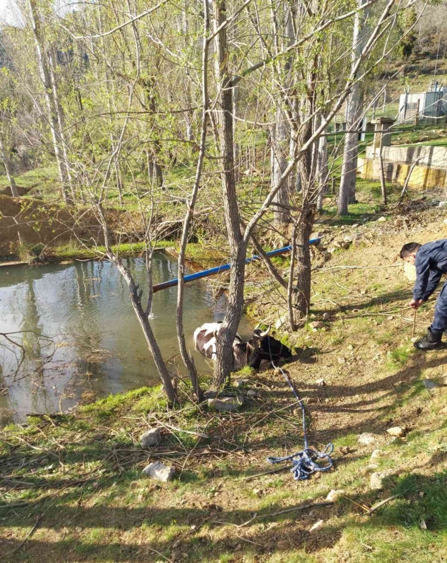 Havuza Düşen İneği İtfaiye Kurtardı