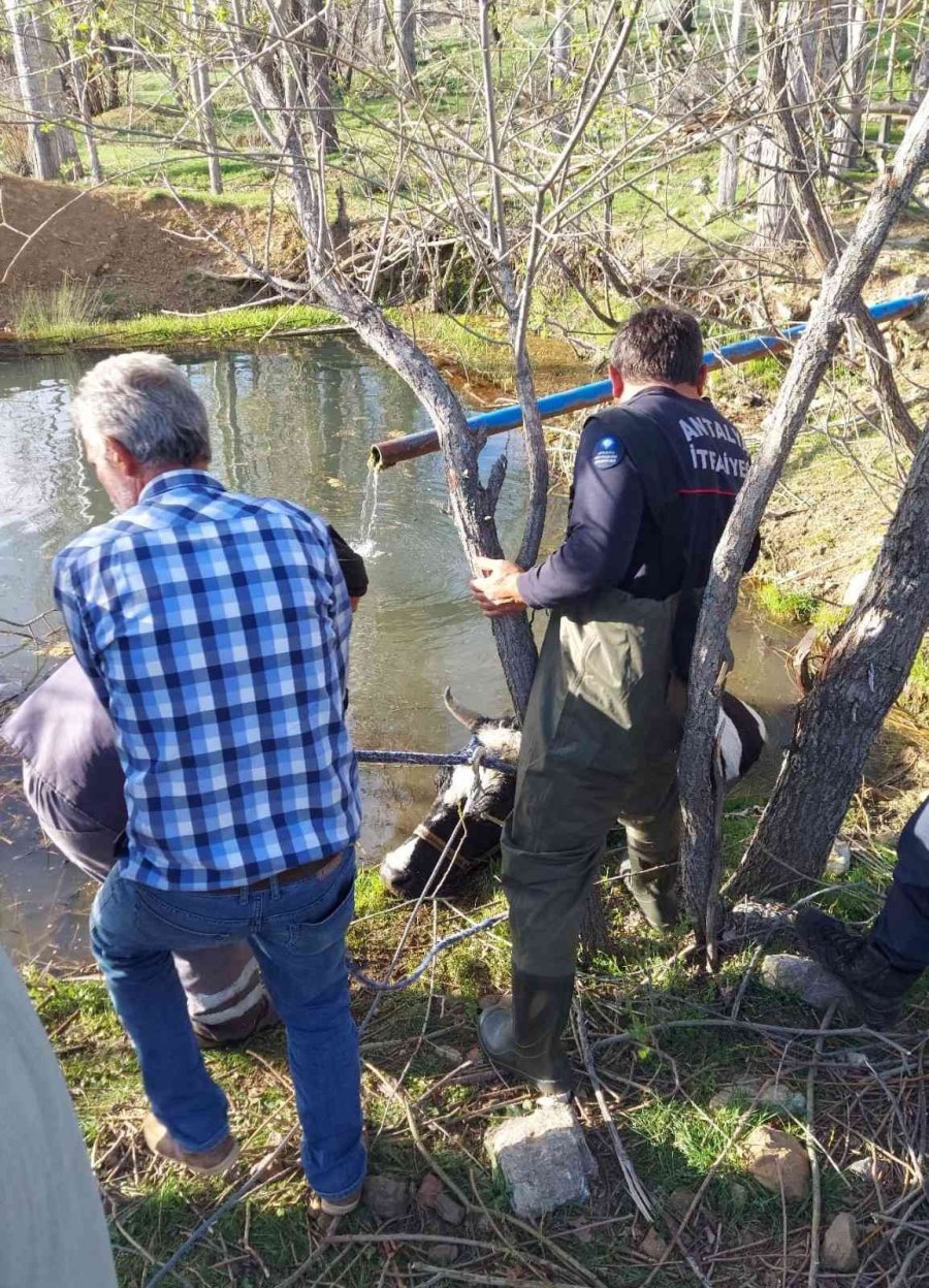 Havuza Düşen İneği İtfaiye Kurtardı
