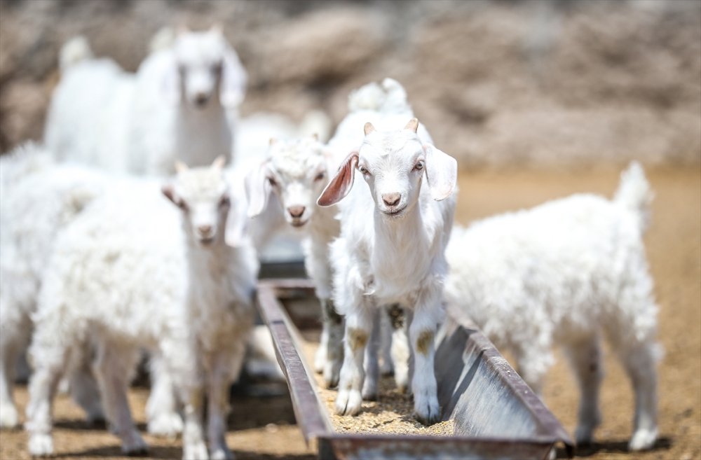 Çiftlikat-ı Hümayun'da Ankara Keçisi Çalışmaları
