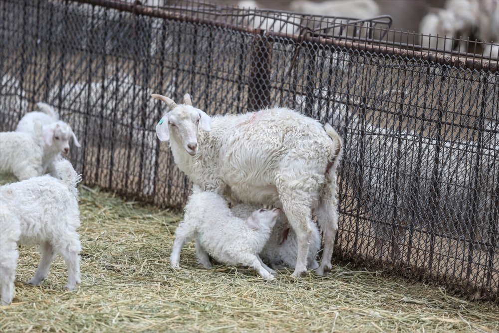 Çiftlikat-ı Hümayun'da Ankara Keçisi Çalışmaları