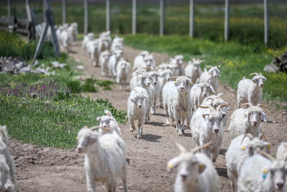 Çiftlikat-ı Hümayun'da Ankara Keçisi Çalışmaları