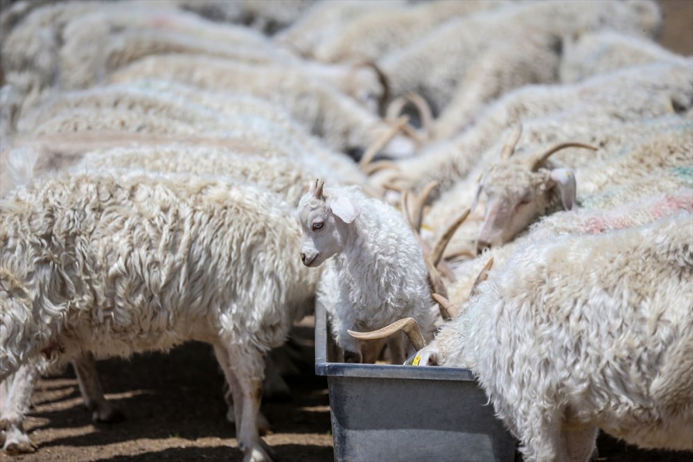 Çiftlikat-ı Hümayun'da Ankara Keçisi Çalışmaları