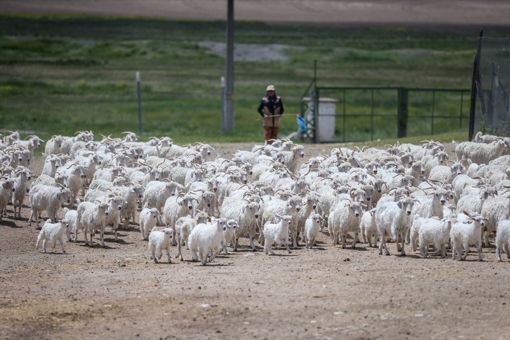 Çiftlikat-ı Hümayun'da Ankara Keçisi Çalışmaları