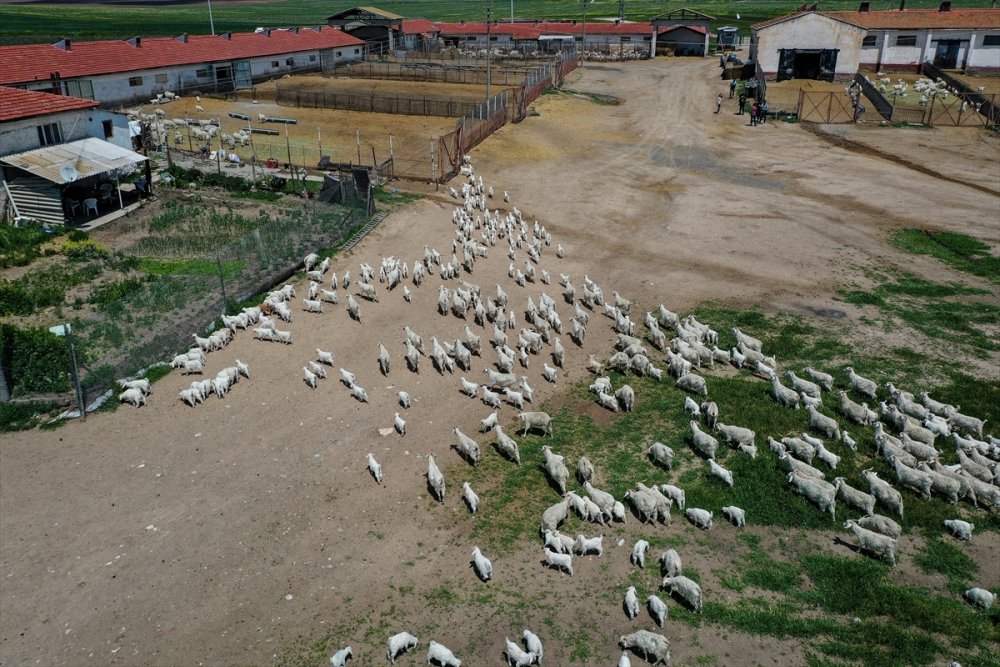 Çiftlikat-ı Hümayun'da Ankara Keçisi Çalışmaları
