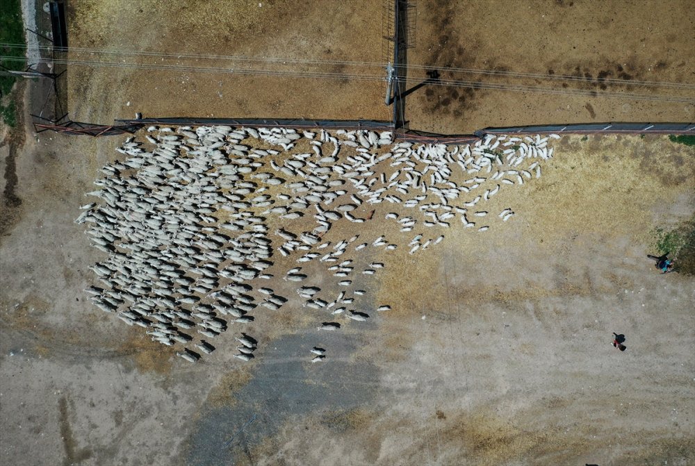 Çiftlikat-ı Hümayun'da Ankara Keçisi Çalışmaları
