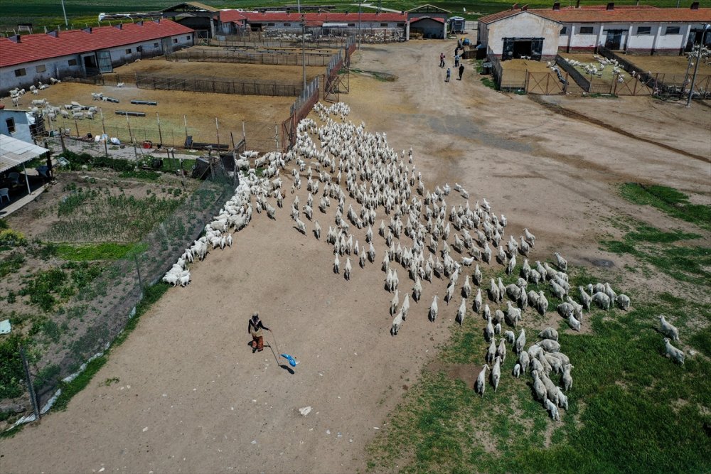 Çiftlikat-ı Hümayun'da Ankara Keçisi Çalışmaları