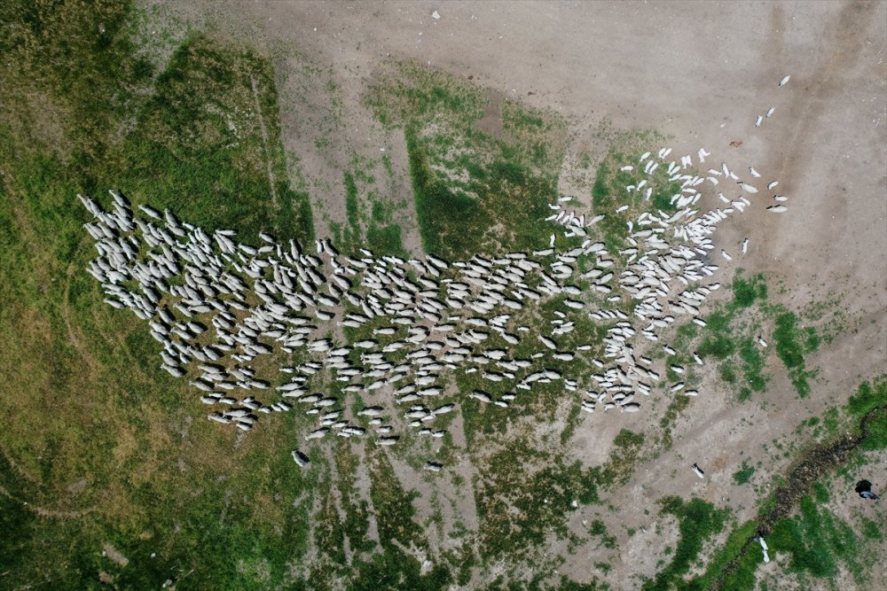 Çiftlikat-ı Hümayun'da Ankara Keçisi Çalışmaları