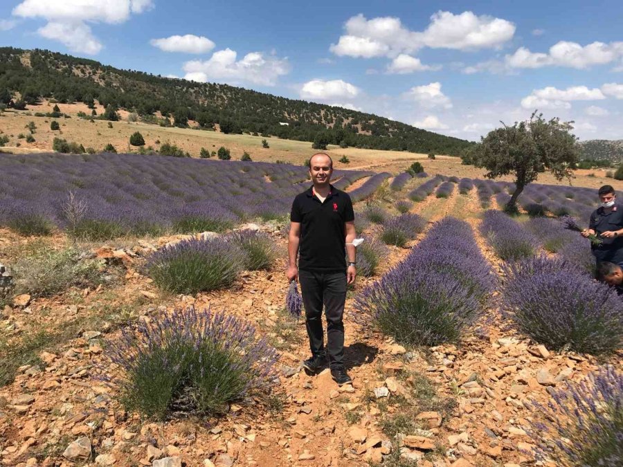 Hüyük’te Lavanta Üretimi Artırılıyor