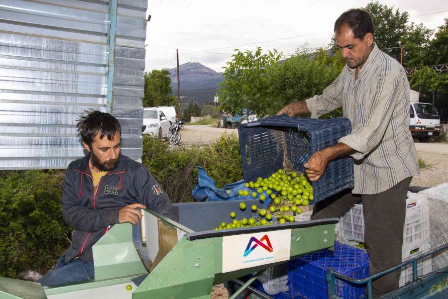Büyükşehir Belediyesinden Mut’a Bir Erik Boylama Makinesi Daha