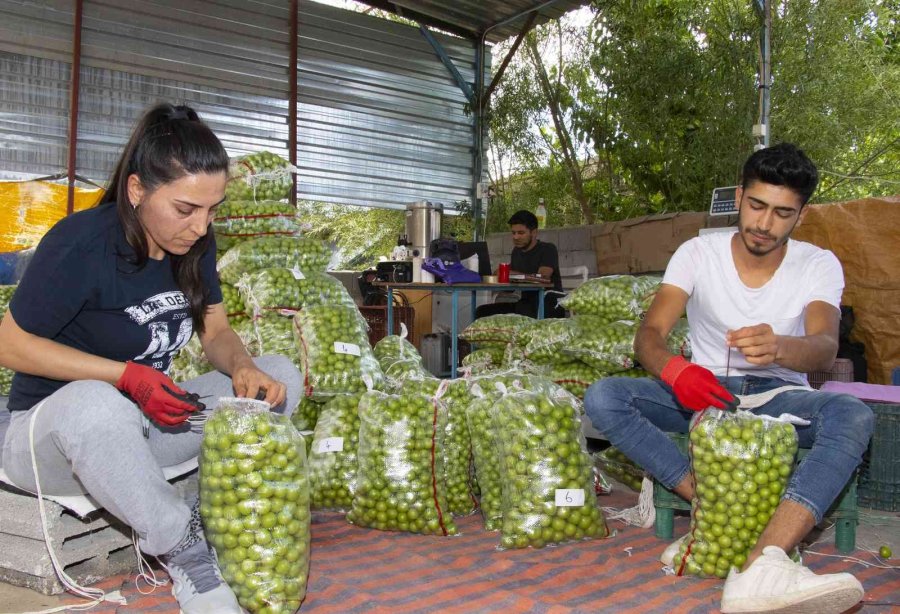 Büyükşehir Belediyesinden Mut’a Bir Erik Boylama Makinesi Daha