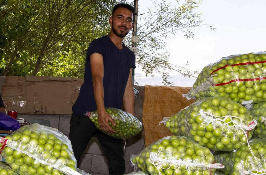 Büyükşehir Belediyesinden Mut’a Bir Erik Boylama Makinesi Daha