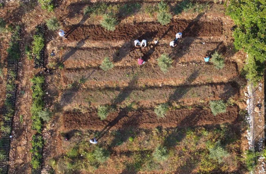 Tazesinin Kilosu 300, Tozu Bin 800 Tl