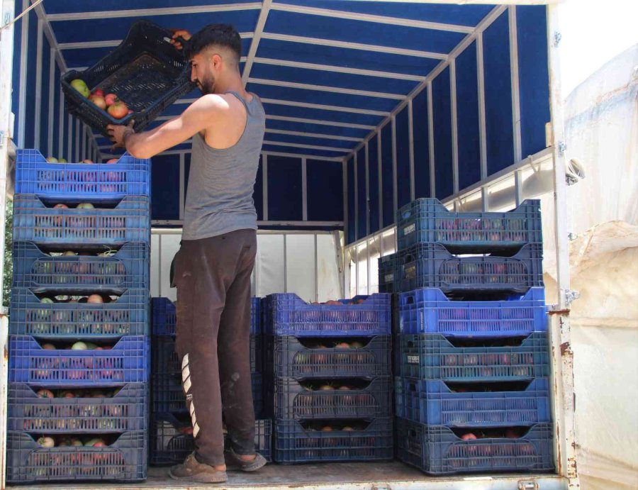 Antalya’da Serada 40 Dereceye Yaklaşan Sıcaklıkta Domates Hasadı