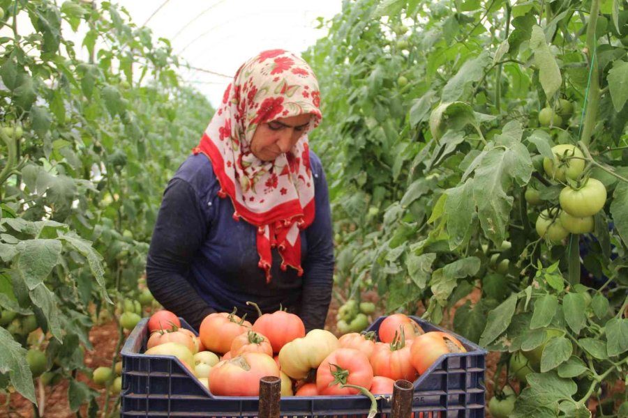 Antalya’da Serada 40 Dereceye Yaklaşan Sıcaklıkta Domates Hasadı