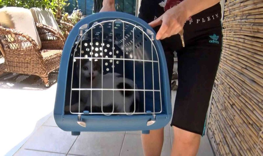 Antalya’da İkiz Kız Kardeşleri Önce Sevinç Sonra Korku Gözyaşına Boğan Kedi Kurtarma Operasyonu