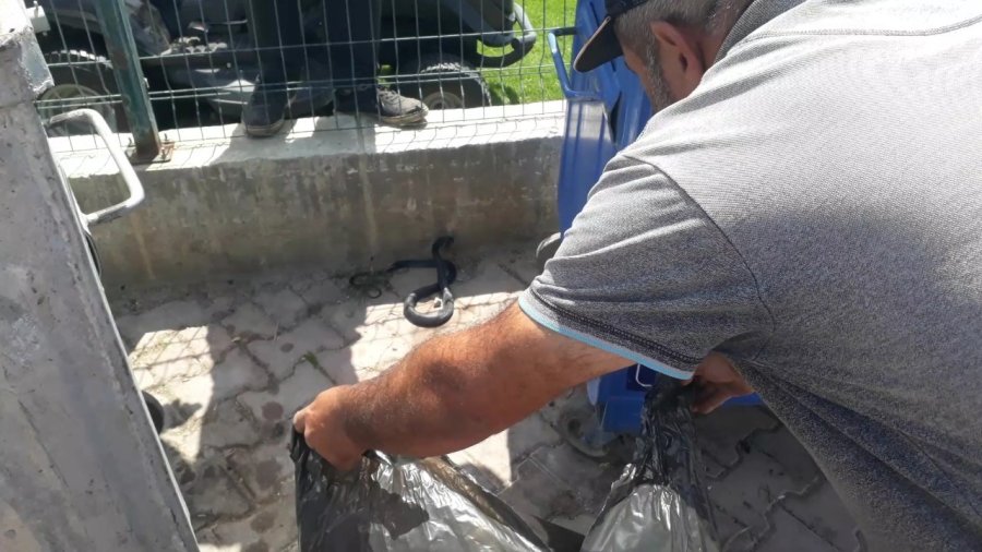 Sahile Yakın Bölgedeki Yılan Kurtarılıp Doğaya Bırakıldı