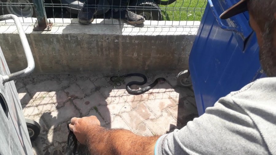 Sahile Yakın Bölgedeki Yılan Kurtarılıp Doğaya Bırakıldı