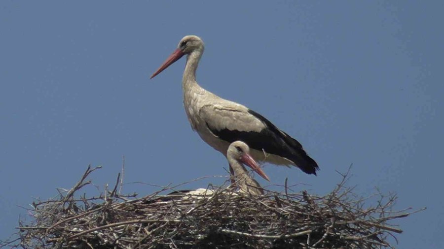 Yüksek Gerilim Hatlarına Yuva Yapan Leylekler Akıma Kapılma Tehlikesi Yaşıyor