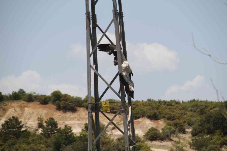 Yüksek Gerilim Hatlarına Yuva Yapan Leylekler Akıma Kapılma Tehlikesi Yaşıyor