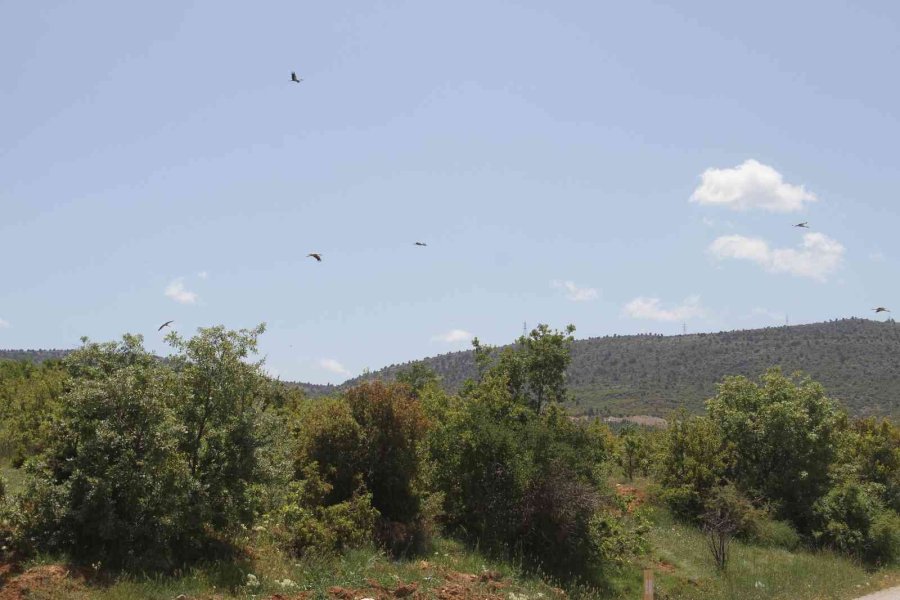 Yüksek Gerilim Hatlarına Yuva Yapan Leylekler Akıma Kapılma Tehlikesi Yaşıyor