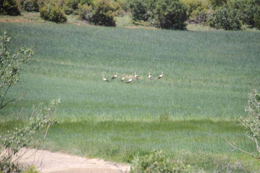 Yüksek Gerilim Hatlarına Yuva Yapan Leylekler Akıma Kapılma Tehlikesi Yaşıyor