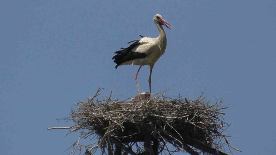 Yüksek Gerilim Hatlarına Yuva Yapan Leylekler Akıma Kapılma Tehlikesi Yaşıyor