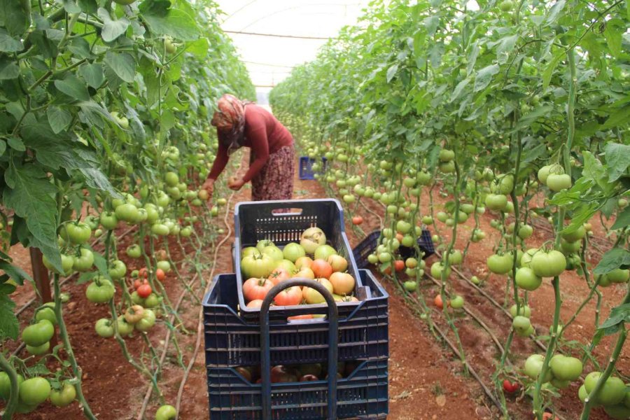 Antalya’da Serada 40 Dereceye Yaklaşan Sıcaklıkta Domates Hasadı
