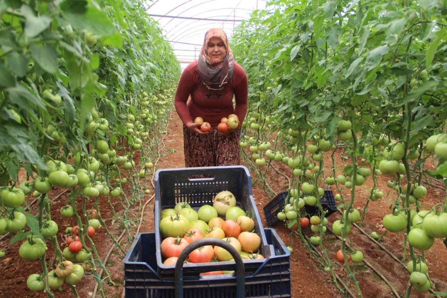 Antalya’da Serada 40 Dereceye Yaklaşan Sıcaklıkta Domates Hasadı