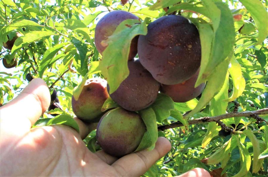 Siyah Erikte İlk Hasat