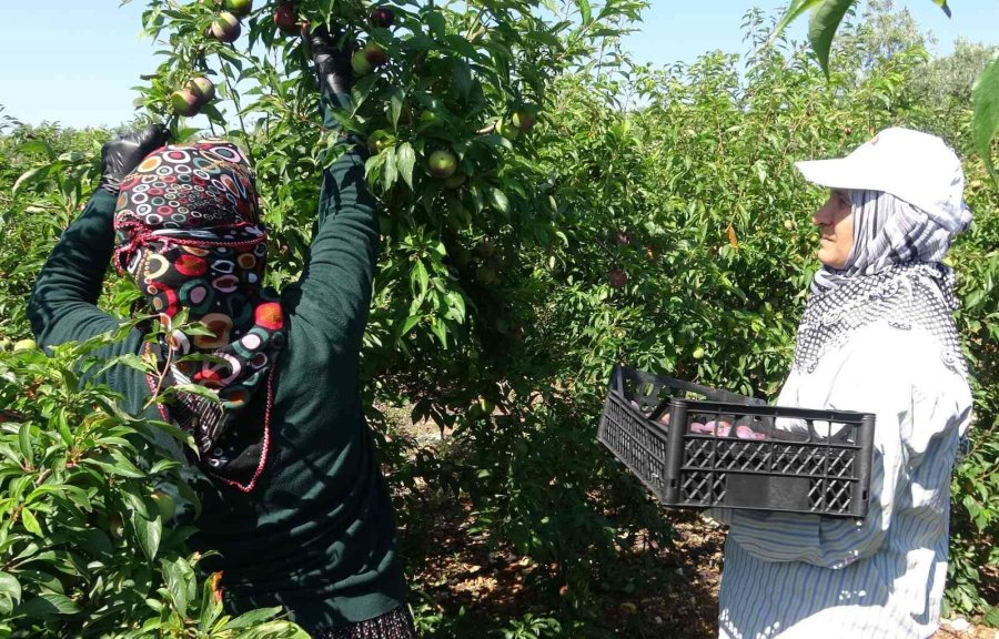 Siyah Erikte İlk Hasat