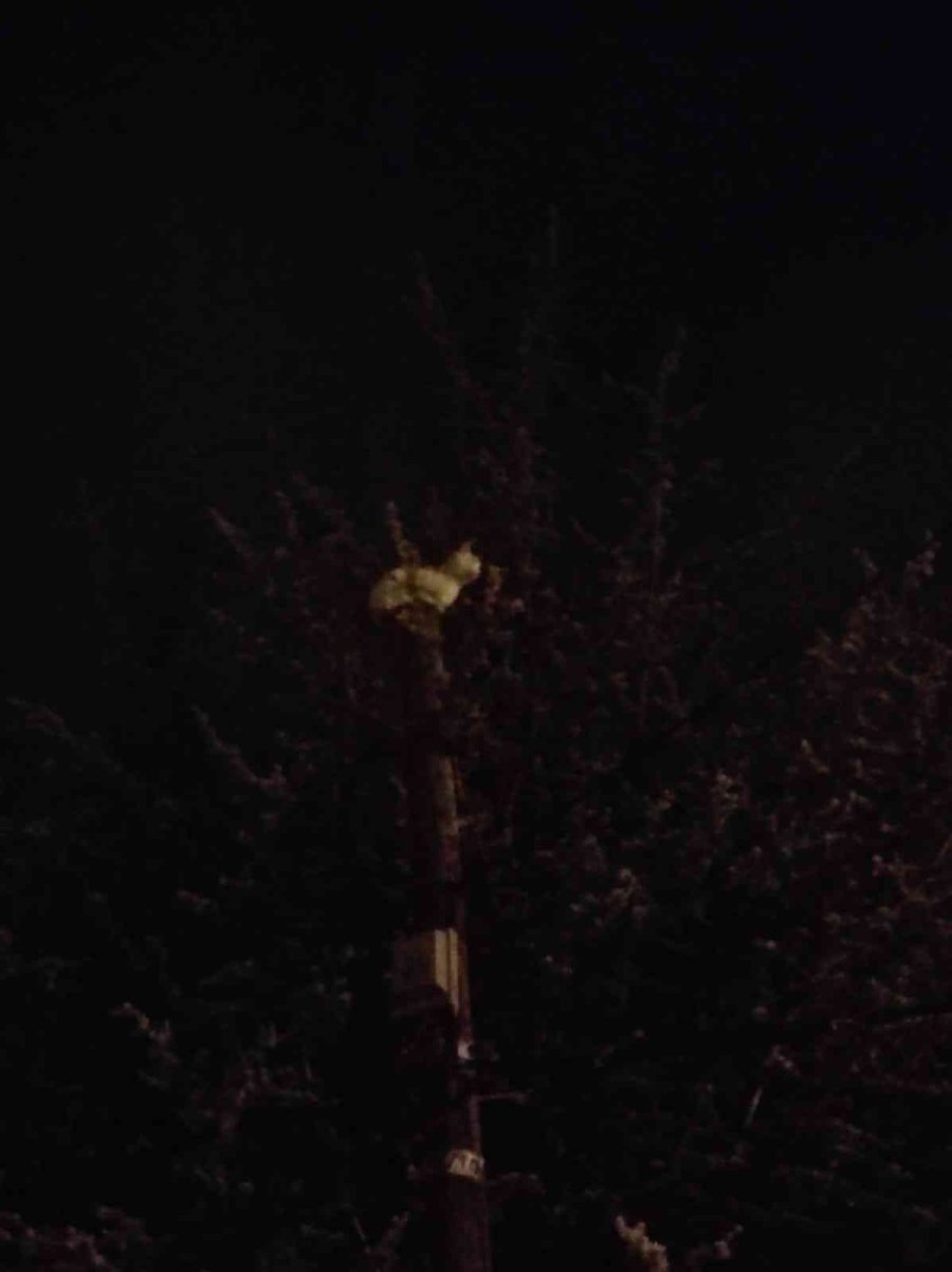 Çıktığı Direkten İnemeyen Kediyi İtfaiye Kurtardı