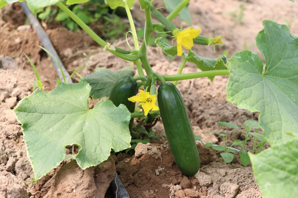 Niğde'de Kadın Girişimci Azmiyle Örnek Oldu
