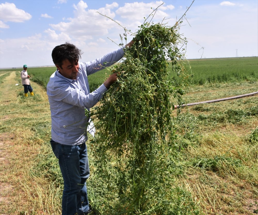 Tuz Gölü Havzası'nda Yonca Verimi Üreticinin Yüzünü Güldürüyor