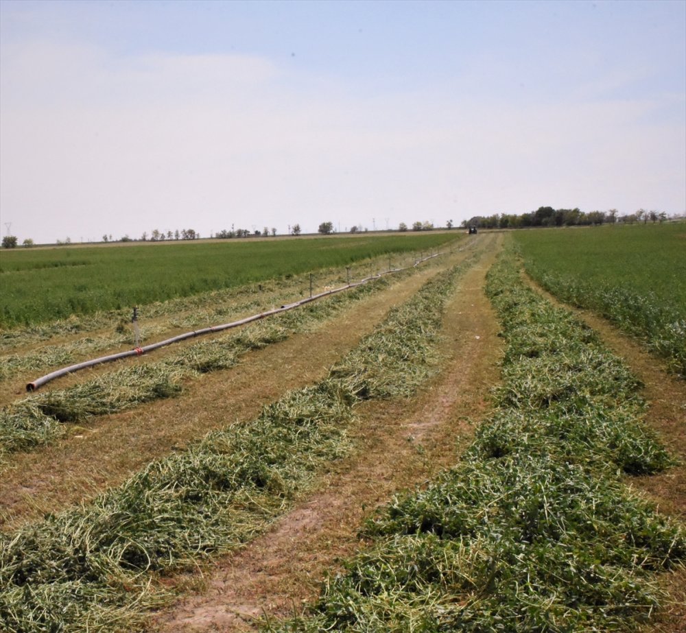 Tuz Gölü Havzası'nda Yonca Verimi Üreticinin Yüzünü Güldürüyor