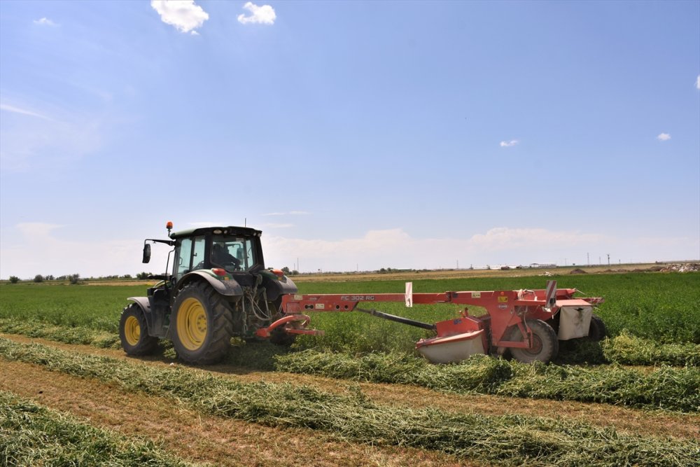 Tuz Gölü Havzası'nda Yonca Verimi Üreticinin Yüzünü Güldürüyor