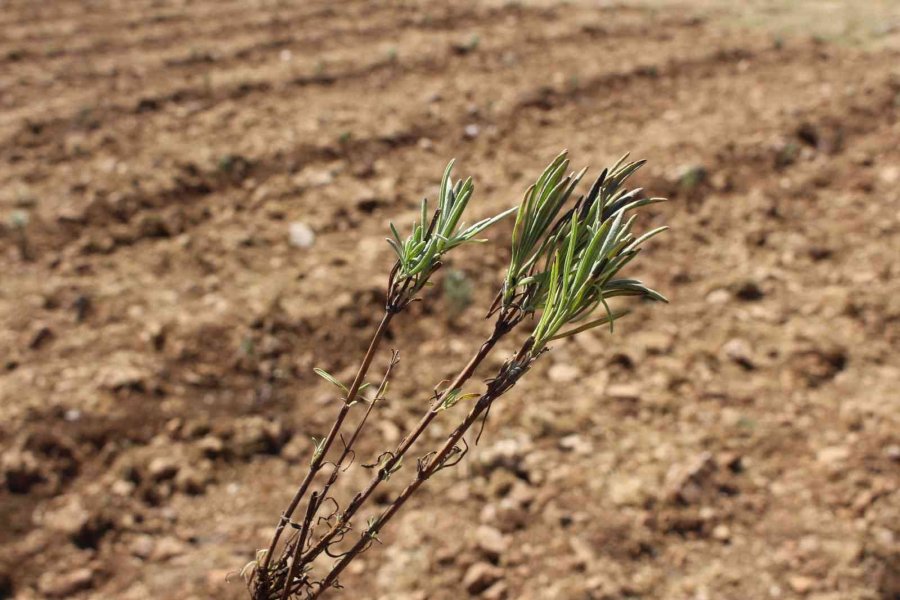 Kemer Lavanta Kokacak
