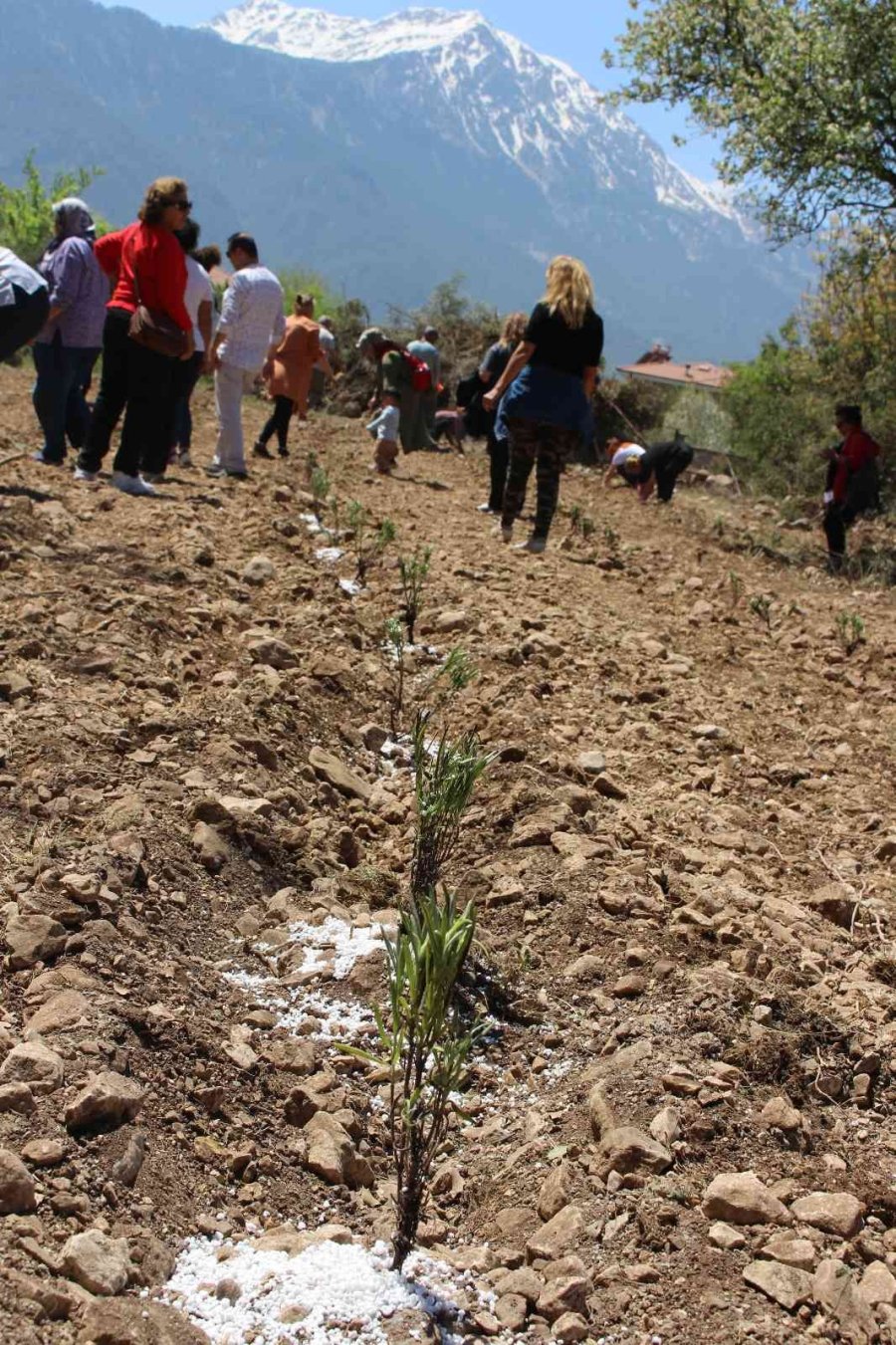 Kemer Lavanta Kokacak