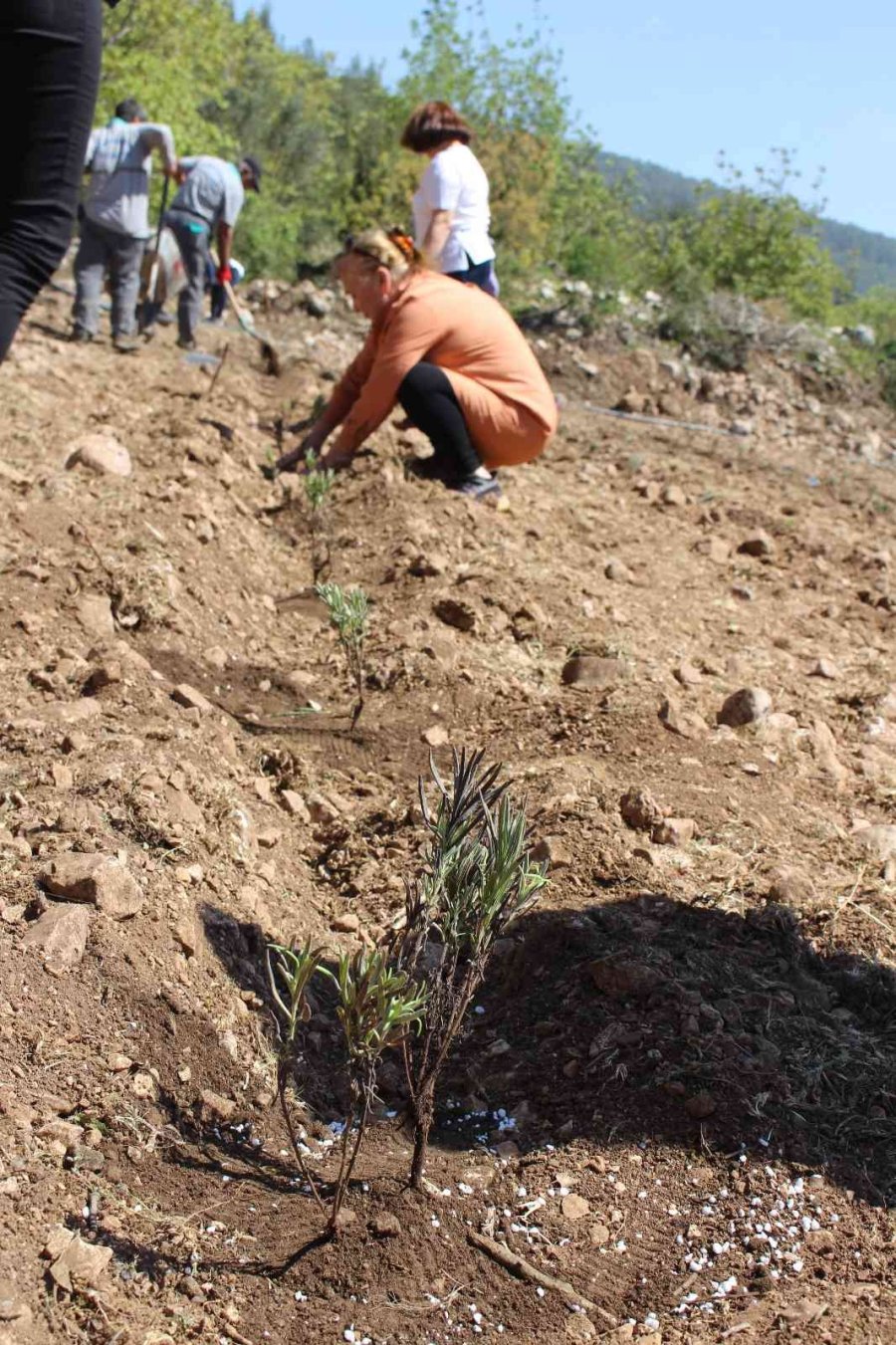 Kemer Lavanta Kokacak